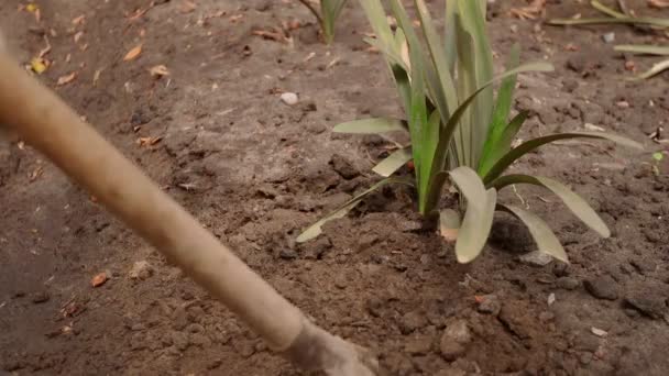 Profesionální zahradník v rukavicích povoluje půdu kolem rostliny lopatou. — Stock video