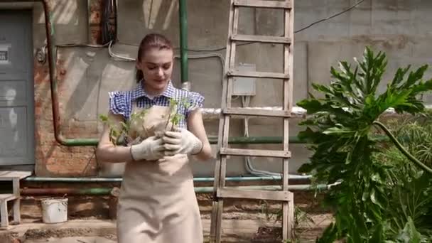 Kvinna trädgårdsmästare går i växthus med plantor i handen och välja en plats att plantera dem. — Stockvideo