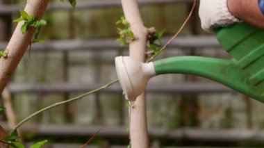 Bahçıvan bir sulama olabilir bitkileri sulama.