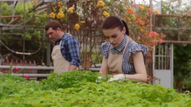İki profesyonel bahçıvan serada lahana ve fide bakımı, eller yakın çekim.