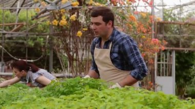 İki profesyonel bahçıvan serada lahana ve fide bakımı, eller yakın çekim.