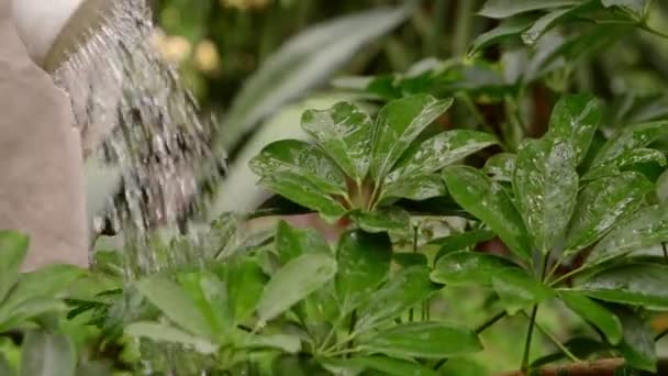 Садовник поливает растения из банки для полива . — стоковое видео