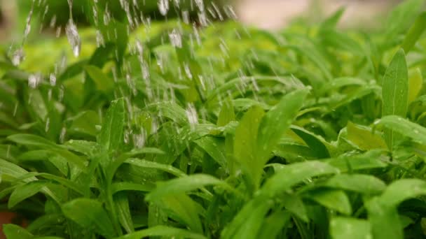 Kertész az öntözés növények egy öntözés. — Stock videók