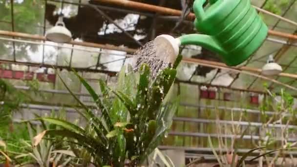 Växt vattnade från en vattning kan på natur bakgrund. — Stockvideo