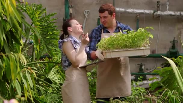 Agronomo donna con tablet sta parlando con l'uomo giardiniere e conduce l'ispezione di piantine in crescita e mette gli indicatori . — Video Stock