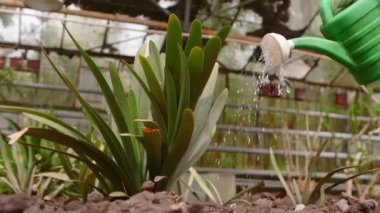 Bitki doğa arka plan üzerinde bir sulama olabilir sulanan.