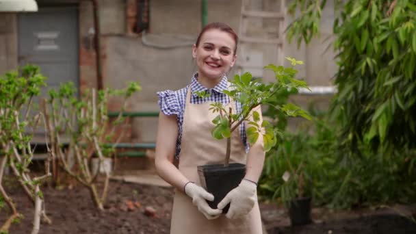 Femme jardinier en serre tient le pot avec la plante dans les mains regardant dans la caméra et souriant . — Video