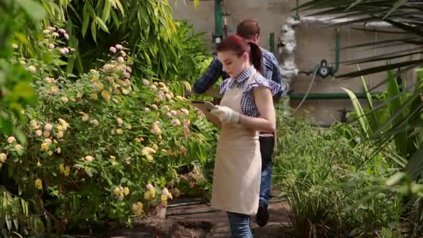 Agronomist kvinna med Tablet pratar med mannen trädgårdsmästare och utför inspektion av växande plantor och sätter indikatorerna. — Stockvideo