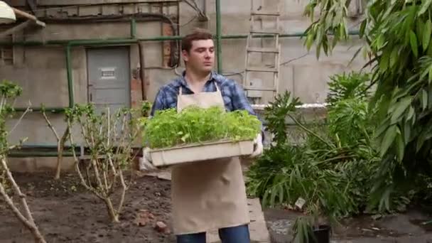Man i växthuset bär bricka med plantor plantor till plantering. — Stockvideo