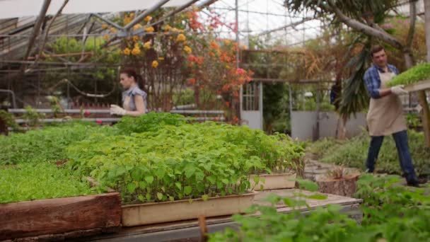 男女の庭師は温室で働いています. — ストック動画