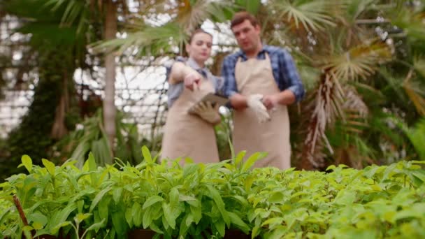 Due giardinieri professionisti si prendono cura di germogli e piantine in serra, mani in primo piano . — Video Stock