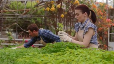 İki profesyonel bahçıvan serada lahana ve fide bakımı, eller yakın çekim.
