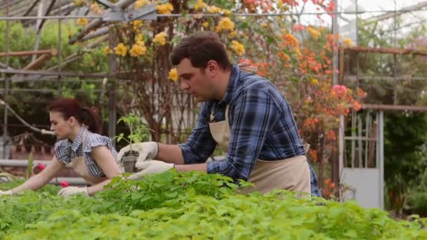 Два профессиональных садовника заботятся о ростках и саженцах в теплице, руки крупным планом . — стоковое видео