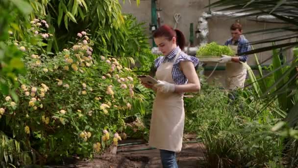 Mulher agrônomo com tablet está conversando com jardineiro homem e realiza inspeção de plântulas em crescimento e coloca os indicadores . — Vídeo de Stock