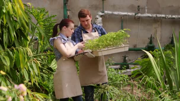 Agronomist vrouw met Tablet praat met man Gardener en voert inspectie van groeiende zaailingen en zet de indicatoren. — Stockvideo