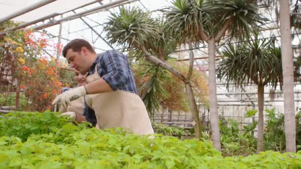 Två professionella trädgårdsmästare tar hand om groddar och plantor i växthus, händer närbild. — Stockvideo