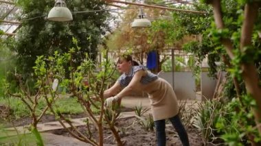 Ağacında budama makası olan kadın bahçıvan. Serada bahçıvanlık.