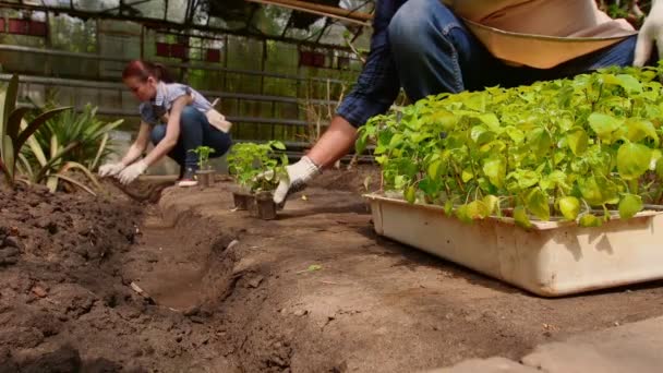 Ogrodnicy mężczyzna i kobieta sortuje sadzonki przed sadzeniem w otwartej ziemi w szklarni. — Wideo stockowe