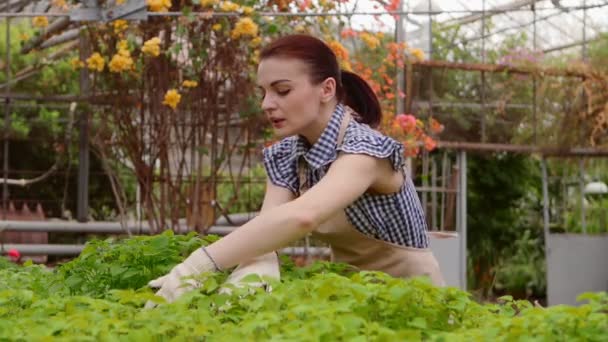 Mulher jardineiro está puxando ervas daninhas em estufa . — Vídeo de Stock