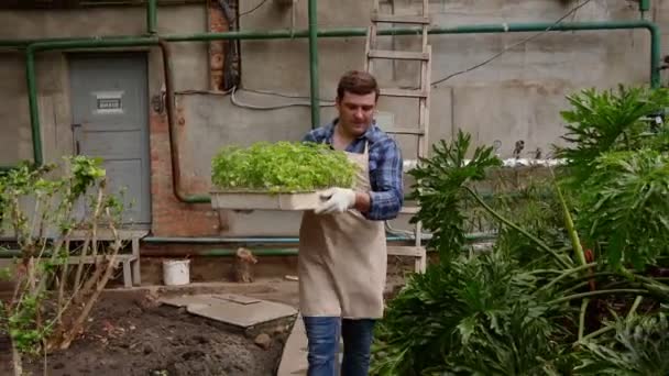 Man in greenhouse is carrying tray with seedlings plants to planting. — Stock Video