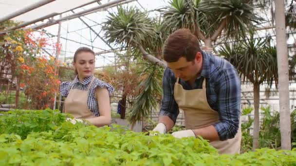 Två professionella trädgårdsmästare tar hand om groddar och plantor i växthus, händer närbild. — Stockvideo