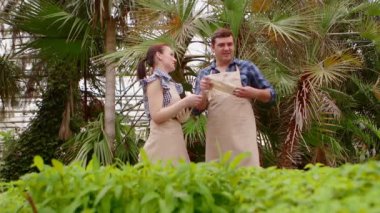 İki profesyonel bahçıvan serada lahana ve fide bakımı, eller yakın çekim.