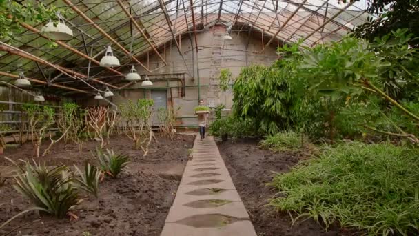 Žena ve skleníku nese podnos se sazenicemi malé rostliny k výsadbě. — Stock video