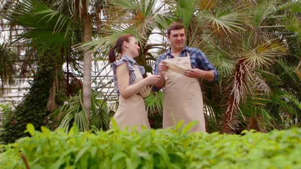 Dos jardineros profesionales están cuidando brotes y plántulas en invernadero, manos de cerca . — Vídeo de stock
