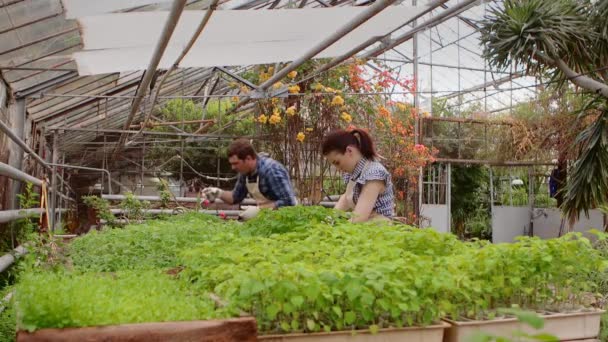 Due giardinieri professionisti si prendono cura di germogli e piantine in serra, mani in primo piano . — Video Stock