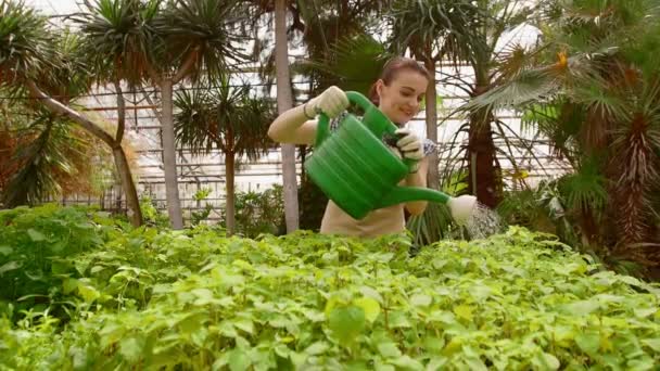 Man Gardener werkt in de tuin, drenken groene zaailingen met gieter. — Stockvideo