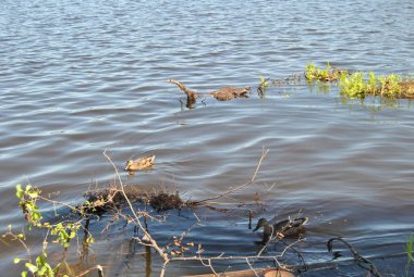 Kristal şehri ve müzeler.