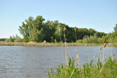 Ormandaki göl, doğa temiz hava..