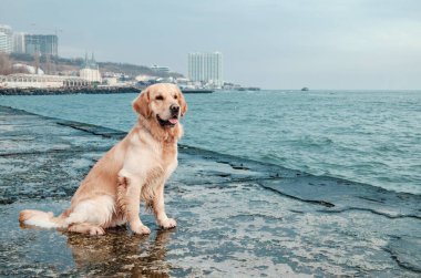 Deniz kıyısındaki güzel golden retriever köpeği