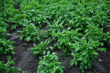 Kırsal alanda yetişen genç patates bitkileri