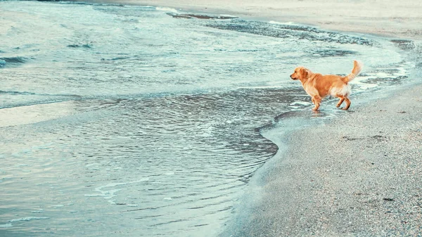 Golden Retriever Dog Beach Goes Sea Water — Stock Photo, Image