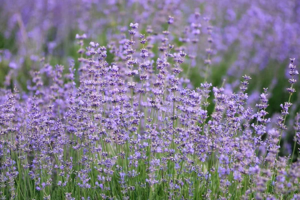 Blühendes Lavendelfeld Blume Hintergrund — Stockfoto