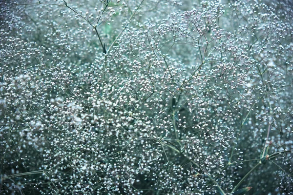 Flowering Gypsophila Bush Tiny White Flowers — Stock Photo, Image