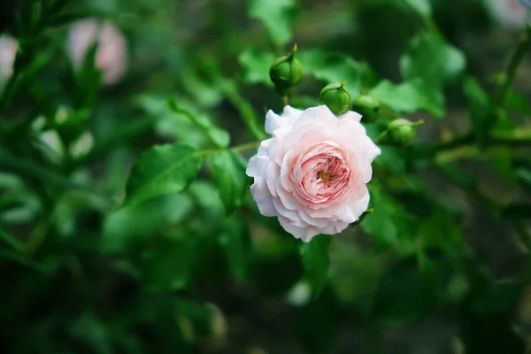 Bush Con Una Rosa Floreciente —  Fotos de Stock