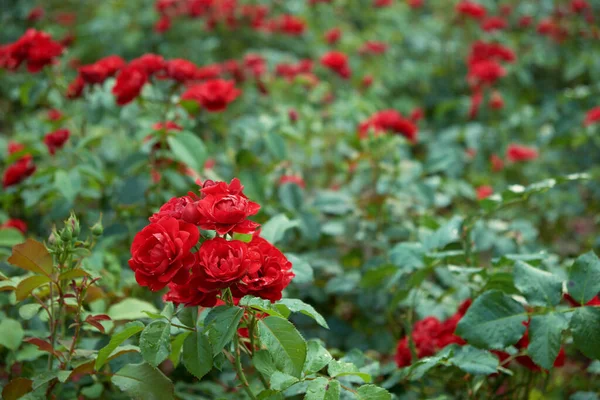 Muchas Rosas Rojas Jardín —  Fotos de Stock