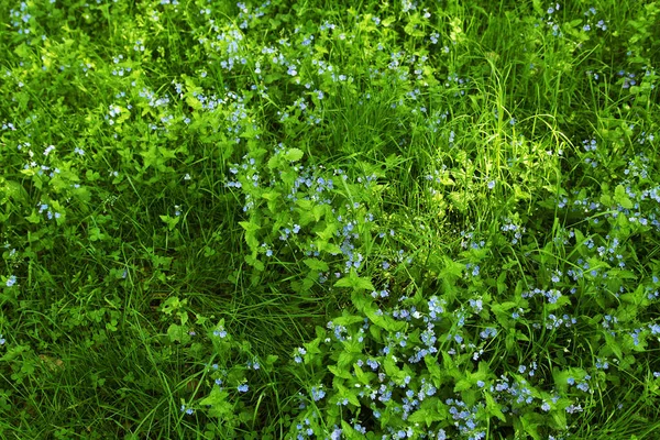 Blue Flowers Green Grass — Stock Photo, Image