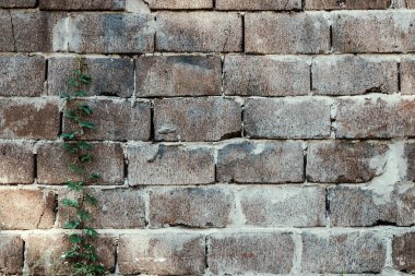 Eski tuğla duvar arka planında küçük yeşil dal
