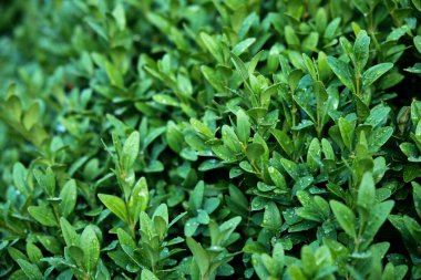 Evergreen çalı yaprakları. Yağmur sonrası damlalar