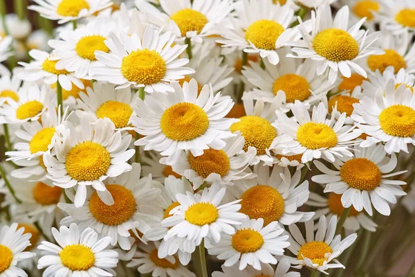 Bukiet Kwitnących Stokrotek Tło Kwiatów — Zdjęcie stockowe