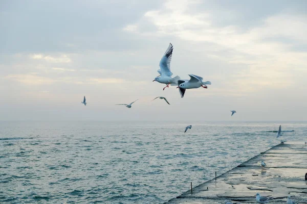 Möwen Fliegen Über Pier — Stockfoto