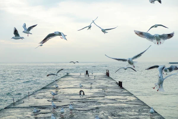海鸥飞过码头 — 图库照片