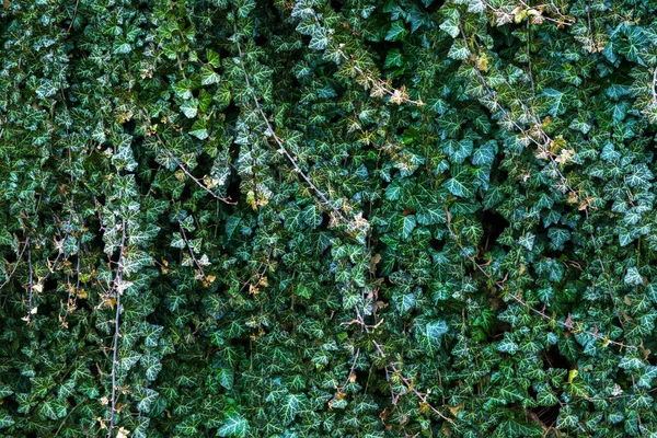 Een Muur Van Klimmer Gewone Klimop Groene Bloemen Achtergrond — Stockfoto