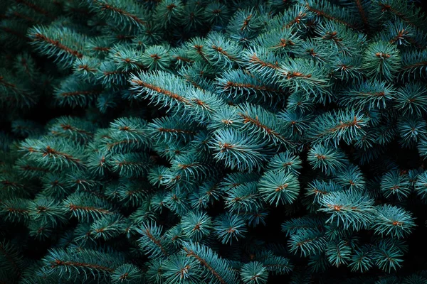 Kék Fenyőfa Közeledik Karácsonyi Háttér — Stock Fotó