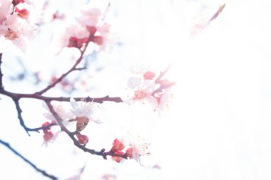 Baharda çiçek açan kayısı ağacı. Arkaplan ışığı, seçici odak.