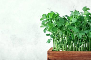 Tahta kutuda mikro yeşil bezelyeler. Evde bahçıvanlık ve evde yeşillik yetiştirme kavramı