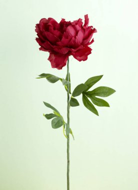 çiçek açan şakayık çiçek ışık arka plan üzerinde Kapat  